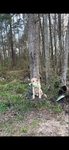 Akc Registed Yellow Lab