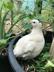 Quail (Bob White or TX A&M Jumbo White Coturnix