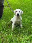 Cream White Obedience Trained Labrador Female