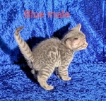 Registered Bengal kittens