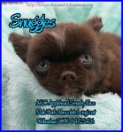 AKC Chocolate Applehead Longcoat Chihuahuas