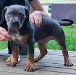 XL bully pup