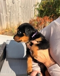 Rottweiler puppies ready for their new homes.