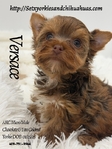AKC Micro Male Yorkie boys