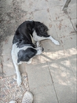 Australian Sheppard Mix Free To a Good Home