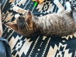Free male  Tiger striped tabby  kitten❣️