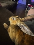 5 month old Rex Rabbit