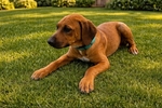 Rhodesian Ridgeback Puppies for Sale
