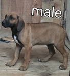 Rhodesian ridgeback puppies