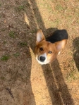 Corgi male