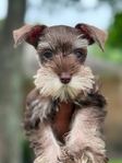 Chocolate toy schnauzer female