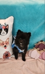 Pomeranian Puppies