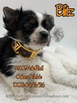 AKC Female & Male ChiYorkie