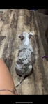 Pocket American bully