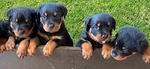 Rottweiler puppies ready for their new homes.