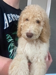 Goldendoodle Puppies