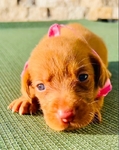 Fox Red Labrador Dudleys