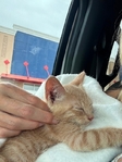 Free male kitten