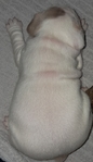 French Bulldog Puppies