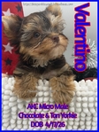 AKC Micro Male Chocolate Parti & Chocolate & Tan Yorkies