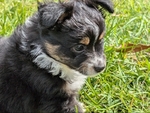 Mini Australian Shepherd Puppies