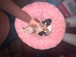 Tiny chihuahua puppies LOOK