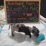 Jackshund puppy