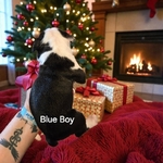 Boston terrier boy