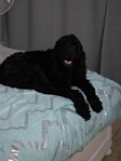 3 year old Cocker Spaniel