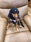 Spangold Retriever