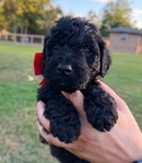 F2B Goldendoodle Puppies