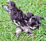 AKC Toy/Miniature Schnauzer puppies