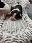 Beagle Puppies AKC