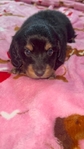 Mini Longhair Dachshund Puppies