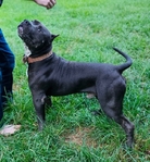 XL American Bully