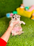 Apple head Chihuahua puppies AKC.
