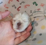 Shih-Tzu puppies