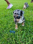 Catahoula puppies