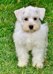 AKC Toy/Miniature Female Schnauzer Puppies