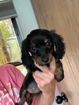 Akc mini Dachshund pups