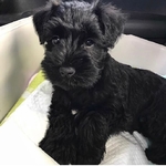 MINIATURE SCHNANUZERS