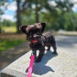 Yorkie Pup