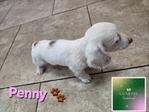 AKC Mini Long-Haired Dachshunds