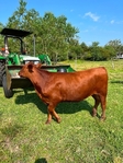 Replacement Heifers for Sell