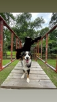 Australian shepherd Stud