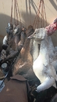 Waterfowl Lease in Blessing Tx