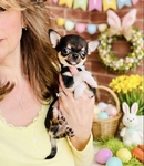 Chihuahua puppies Apple head Gorgeous!