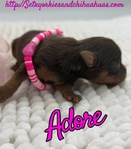 AKC Chocolate & Tan Female Yorkies