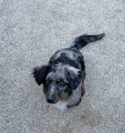 Dachshund/Mini Aussie