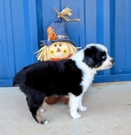 Miniature Australian Shepherd blue eyed male